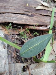 Cryptostylis