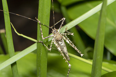 Phricta aberrans