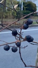Lagerstroemia speciosa