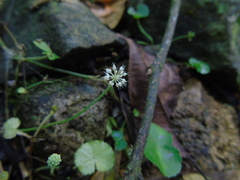 Hydrocotyle leucocephala