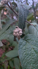 Viburnum rhytidophyllum