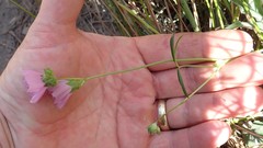 Sidalcea calycosa rhizomata