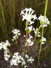 Pimelea linifolia