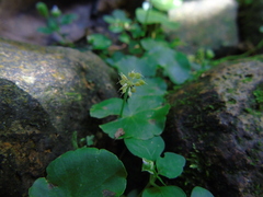 Hydrocotyle leucocephala