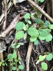 Berberis glaucocarpa