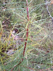 Hakea teretifolia