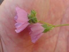 Sidalcea calycosa rhizomata