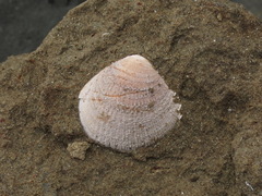 Austrovenus stutchburyi
