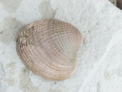 Austrovenus stutchburyi