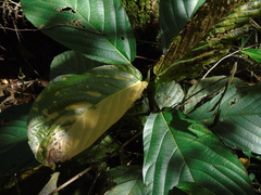 Ficus fistulosa