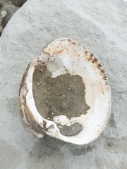 Austrovenus stutchburyi