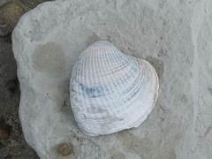 Austrovenus stutchburyi