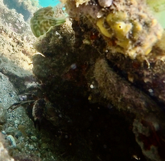 Nectocarcinus integrifrons