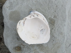 Austrovenus stutchburyi