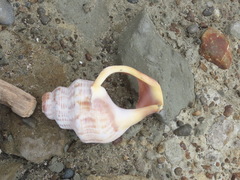Struthiolaria papulosa