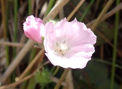 Sidalcea calycosa rhizomata