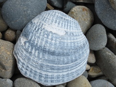 Austrovenus stutchburyi