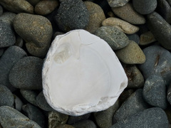 Austrovenus stutchburyi