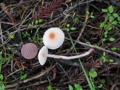 Lepiota castaneidisca