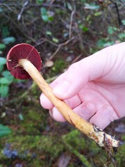 Cortinarius smithii