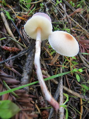 Lepiota castaneidisca