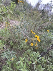 Aldama buddlejiformis