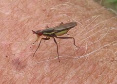 Glyphidops flavifrons