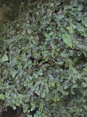 Conocephalum conicum