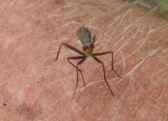 Glyphidops flavifrons