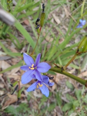 Aristea ecklonii
