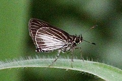 Callimormus radiola radiola