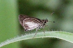 Callimormus radiola radiola