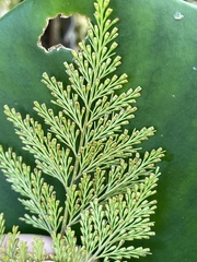 Davallia fejeensis
