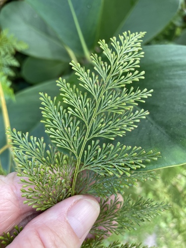 Davallia fejeensis