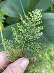 Davallia fejeensis
