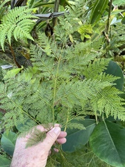 Davallia fejeensis