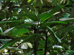 Ardisia