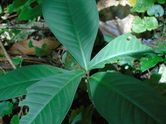 Ardisia