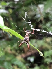 Micrathena sexspinosa