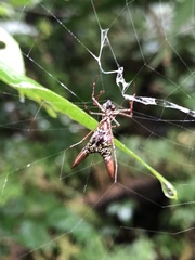 Micrathena sexspinosa