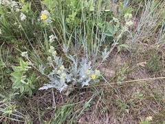 Potentilla effusa