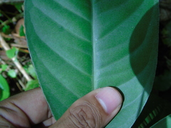 Ardisia