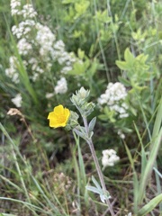 Potentilla effusa
