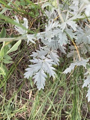 Potentilla effusa
