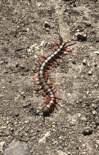 Red-headed Centipede photo 4