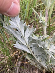 Potentilla effusa