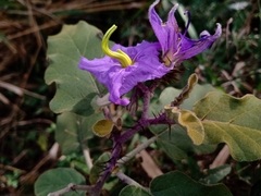 Solanum houstonii