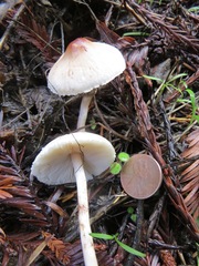 Lepiota castaneidisca