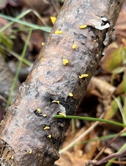 Dacrymyces spathularia