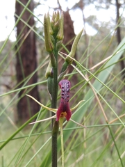 Cryptostylis leptochila